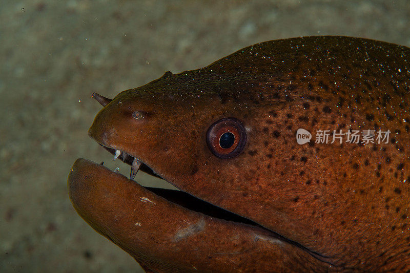 巨型马里鳗鱼(Gymnothorax javanicus)默里